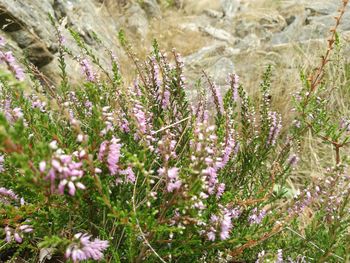 Close-up of pink wildflowers blooming in field