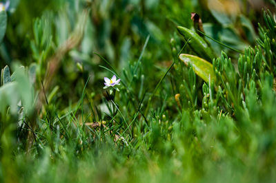 Close-up of flowering plants on land