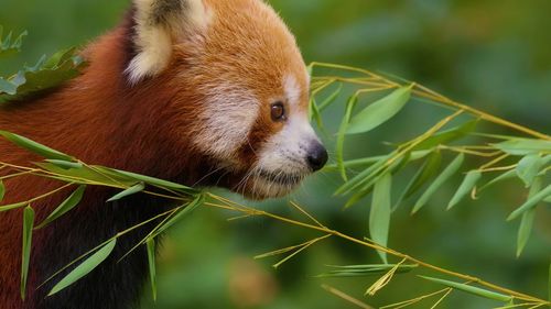 Close-up of red panda eating