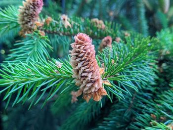Pine cone on a spruce branch in the daytime