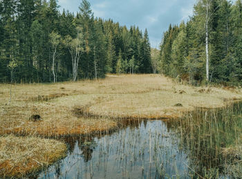 Scenic view of waterfall in forest