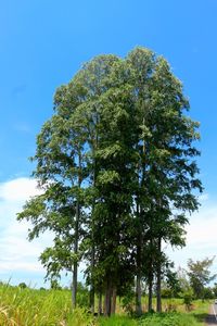 Low angle view of trees in forest against sky