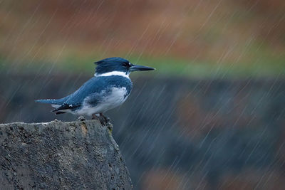 Close-up of bird perching on rock