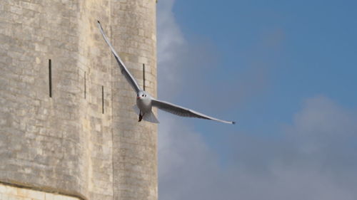 Low angle view of bird flying against building