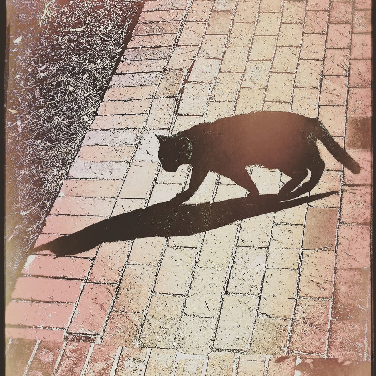 animal themes, one animal, domestic animals, pets, mammal, high angle view, shadow, dog, street, sunlight, cobblestone, paving stone, full length, sidewalk, domestic cat, walking, cat, footpath, outdoors, tiled floor