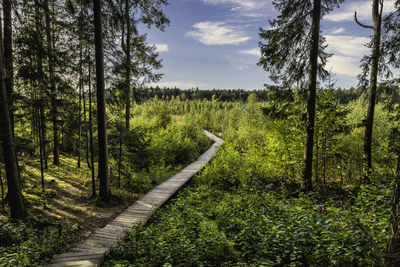 Boardwalk hiking trail through the wooded marsh