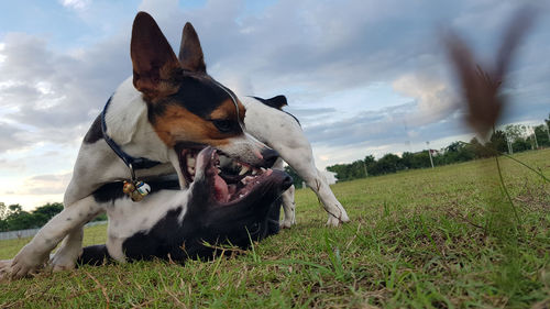 View of a dog on field