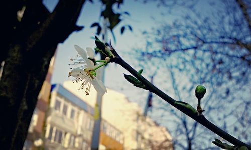 Low angle view of blooming tree