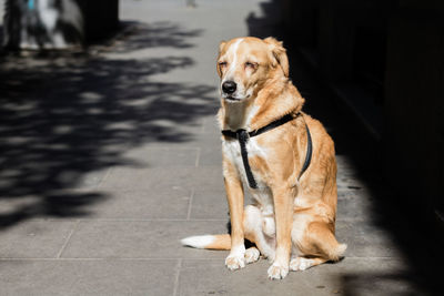 Dog on ground