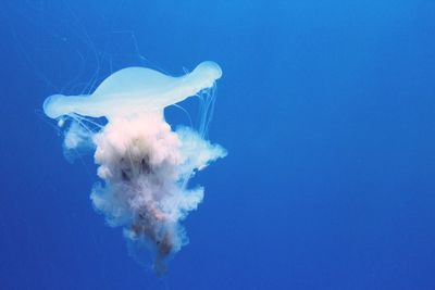 Close-up of jellyfish swimming in sea