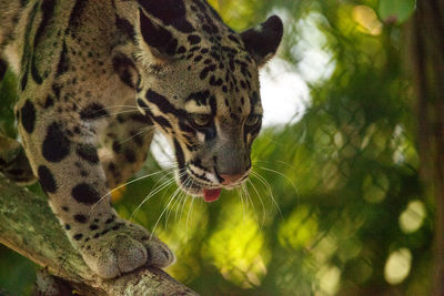 Male adult clouded leopard neofelis nebulosa is listed as vulnerable and can be found in asia.