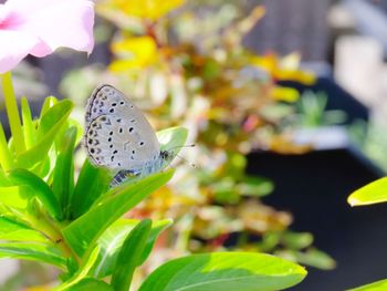 Close-up of butterfly on plant