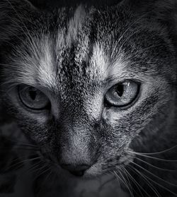 Close-up portrait of a cat