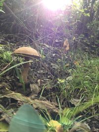 Close-up of mushroom growing on land