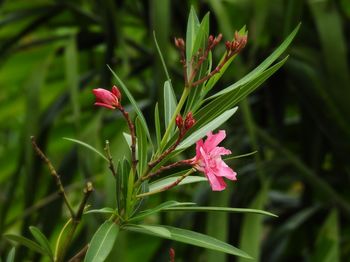 Close-up of pink flowering plant
