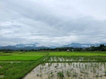 Scenic view of field against sky