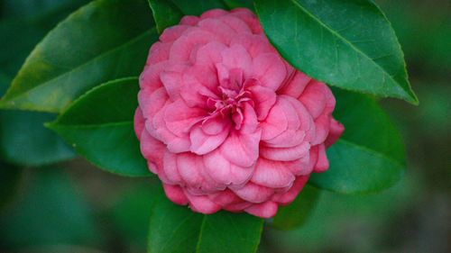 Close-up of pink rose flower in park