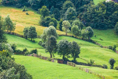 Scenic view of agricultural field