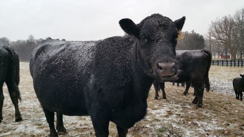 Portrait of cow standing on field against sky