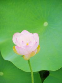 Close-up of pink lotus water lily