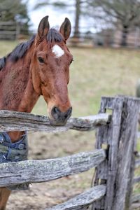 Horse standing in ranch