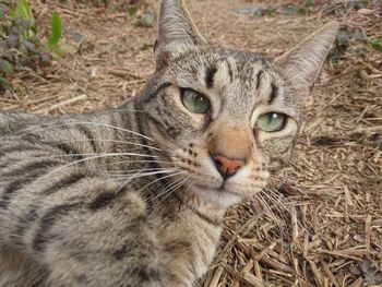 Close-up portrait of cat on field