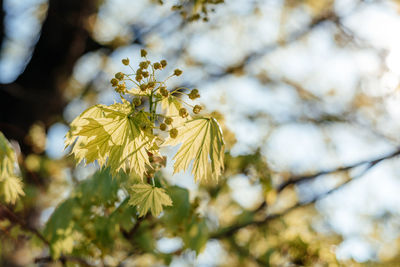 The first spring gentle leaves unfurling on the tree