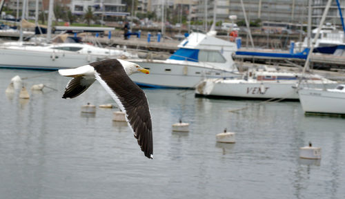 Close-up of birds