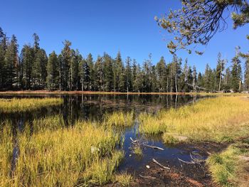 Scenic view of lake in forest against clear sky