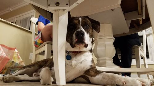 Portrait of dog sitting on seat at home