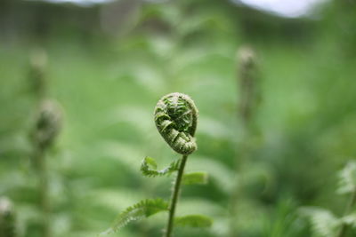 Close-up of snail on plant