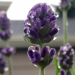 Close-up of purple flowers blooming