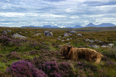 Herd of red brown scottish highlanders in a natural autumn landscape.