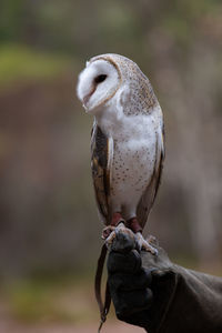 Close-up of owl perching outdoors