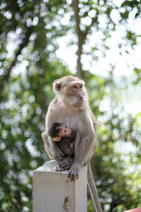 Low angle view of monkey sitting on tree