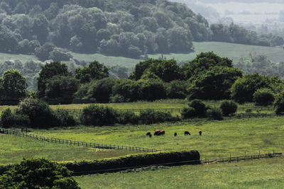 Scenic view of green landscape