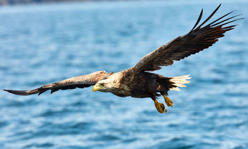 Seaeagle flying over a sea