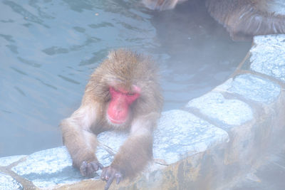 High angle view of monkey in snow