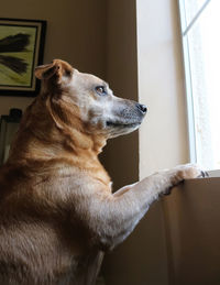 Close-up of a dog looking away