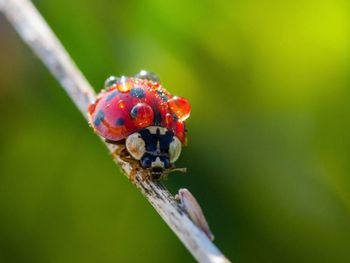 Close-up of ladybug on flower