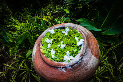 High angle view of plants in yard