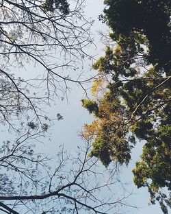 Low angle view of bare trees against sky