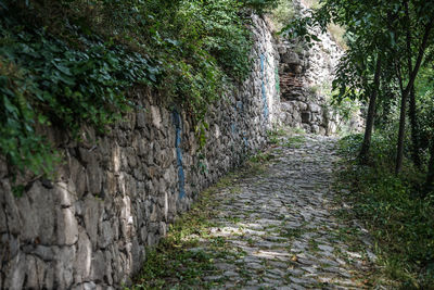 Footpath amidst plants against wall