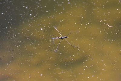 Close-up of insect on water