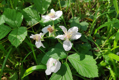 Close-up of white flowering plants