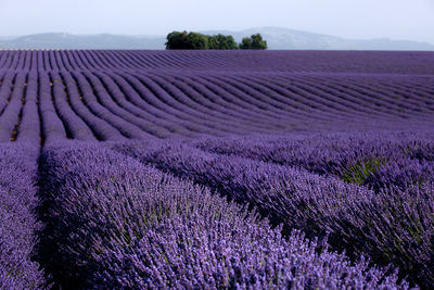 Scenic view of lavender field