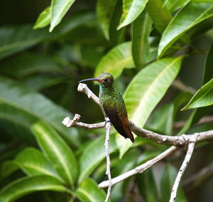 Close-up of bird perching on tree