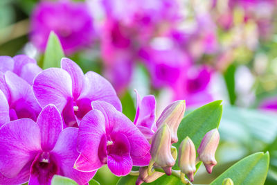 Close-up of pink flowering plant