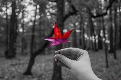 Close-up of person holding maple leaf on tree trunk