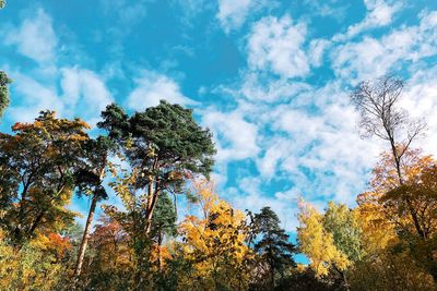 Low angle view of trees against sky